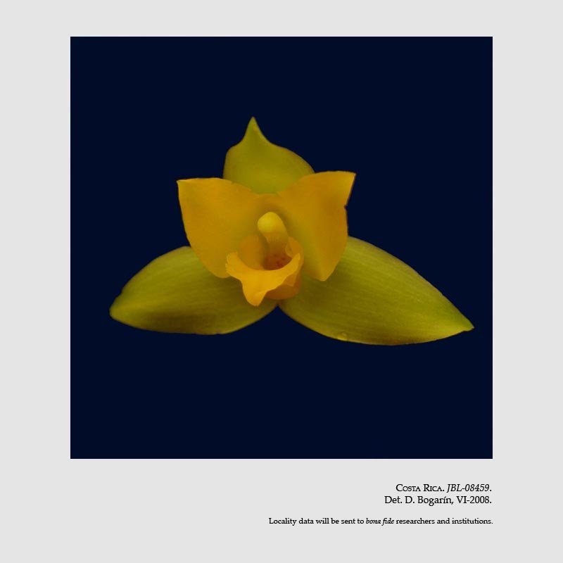 Lycaste bradeorum