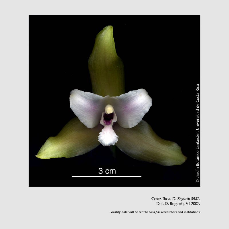 Lycaste bruncana