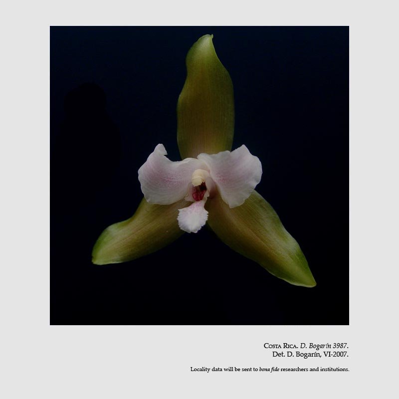 Lycaste bruncana