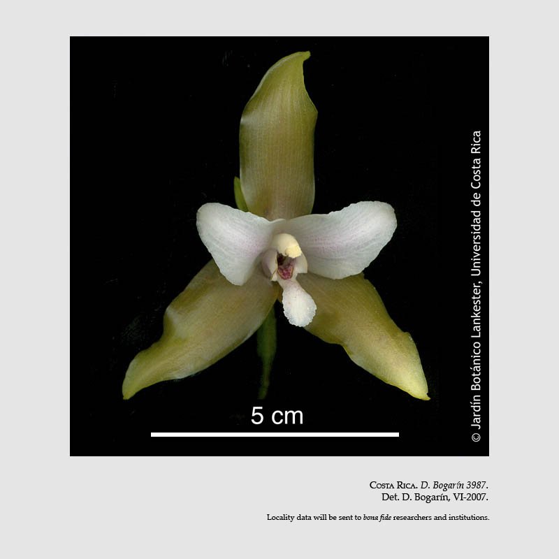 Lycaste bruncana