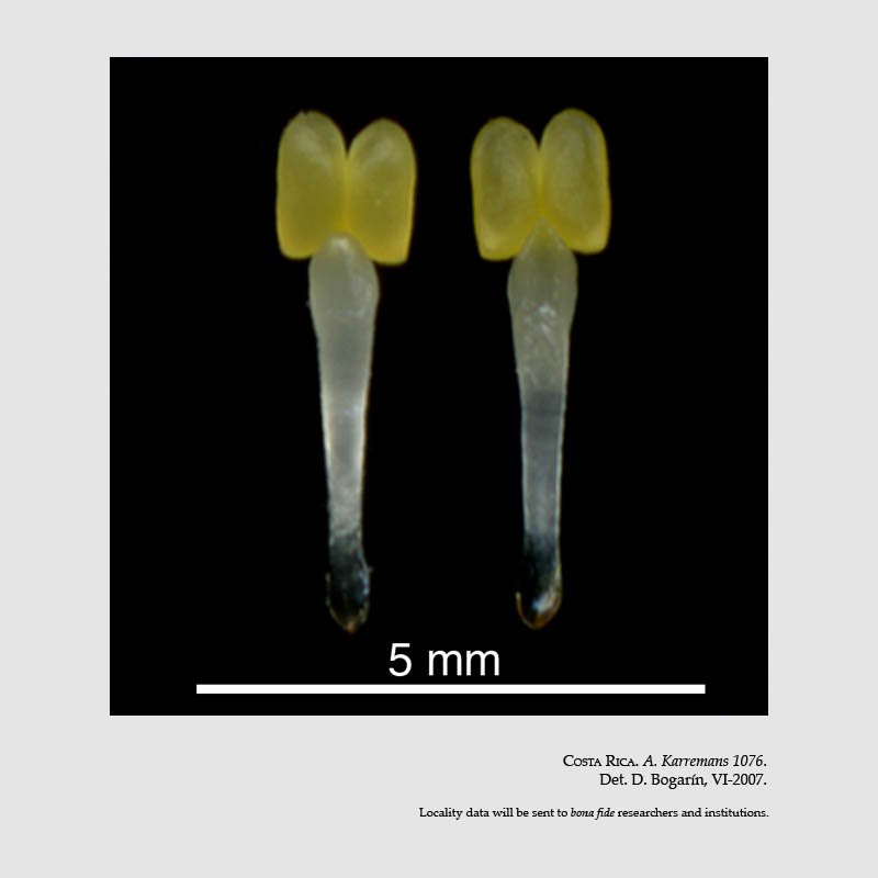 Lycaste bruncana