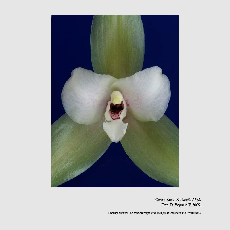 Lycaste bruncana