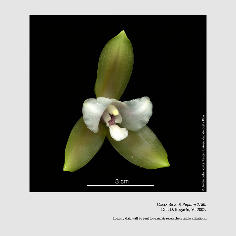 Lycaste bruncana