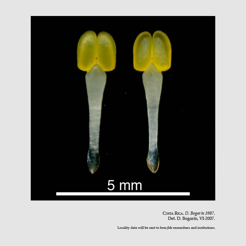 Lycaste bruncana