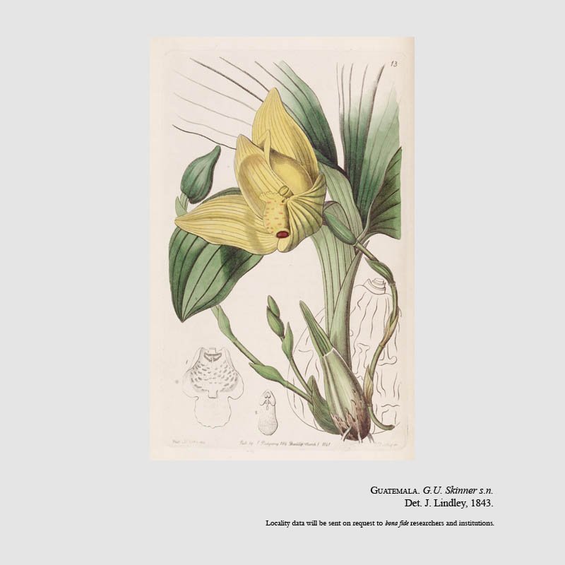 Lycaste cruenta