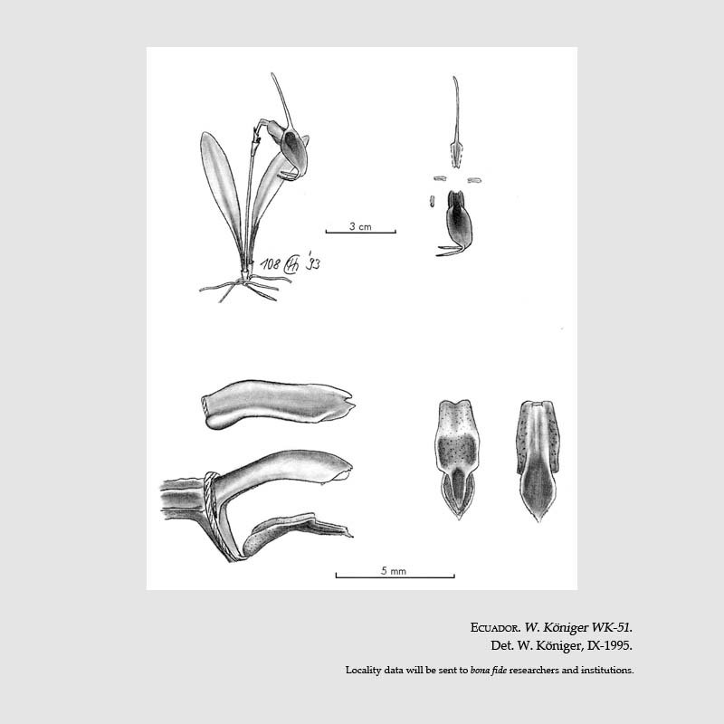 Masdevallia anfracta