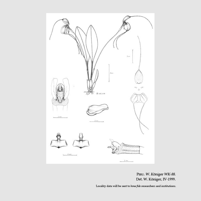 Masdevallia antonii