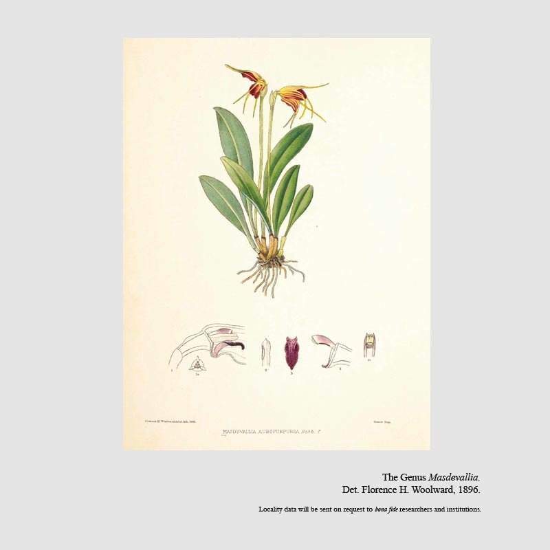 Masdevallia bicolor