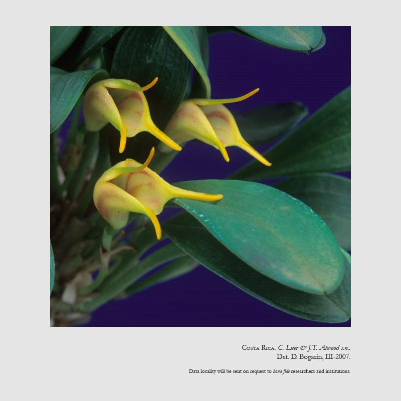 Masdevallia chasei