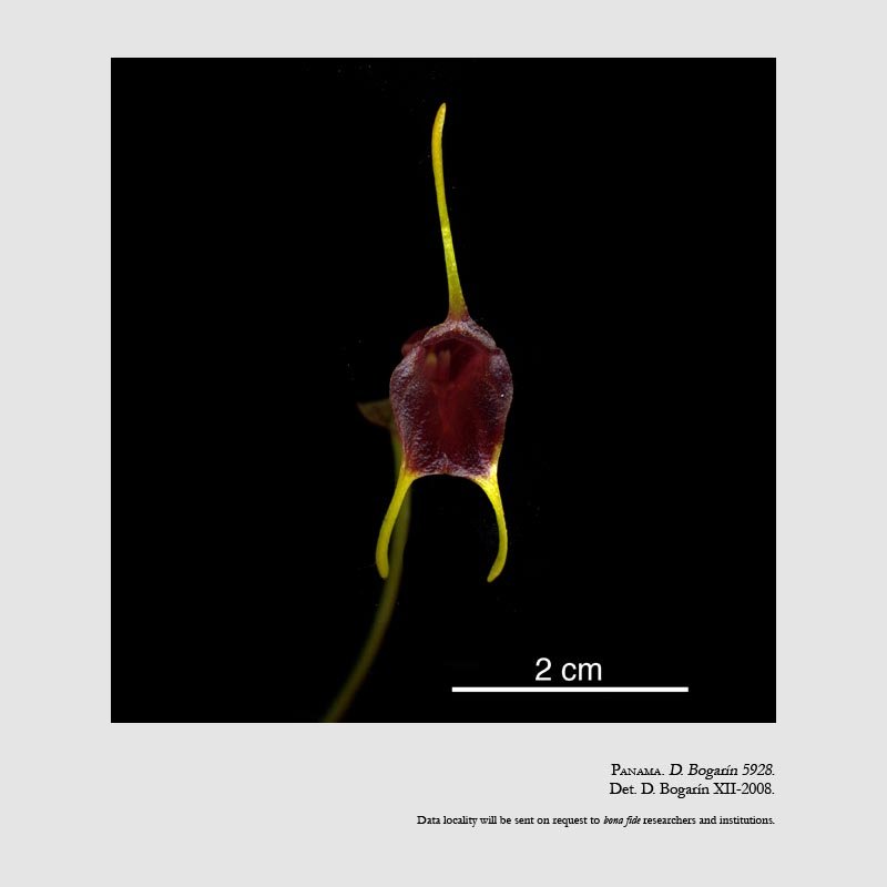 Masdevallia collina