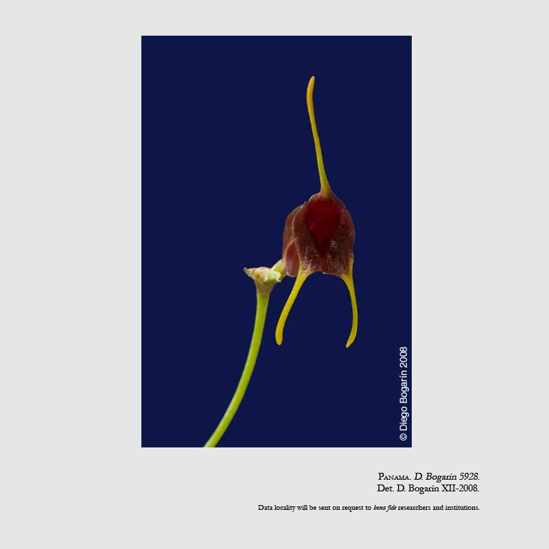 Masdevallia collina