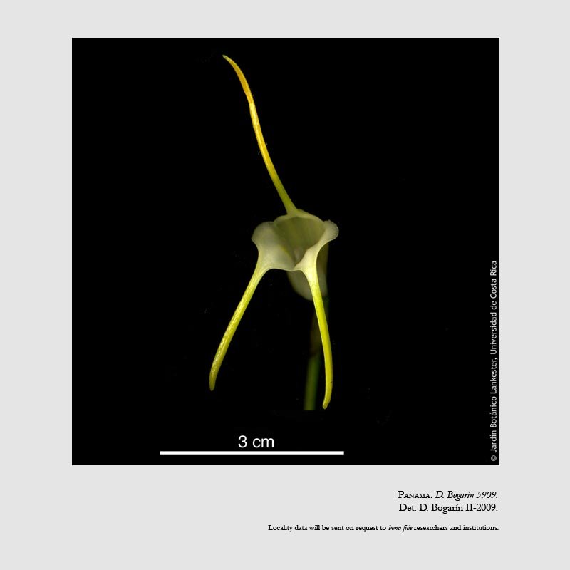 Masdevallia eburnea