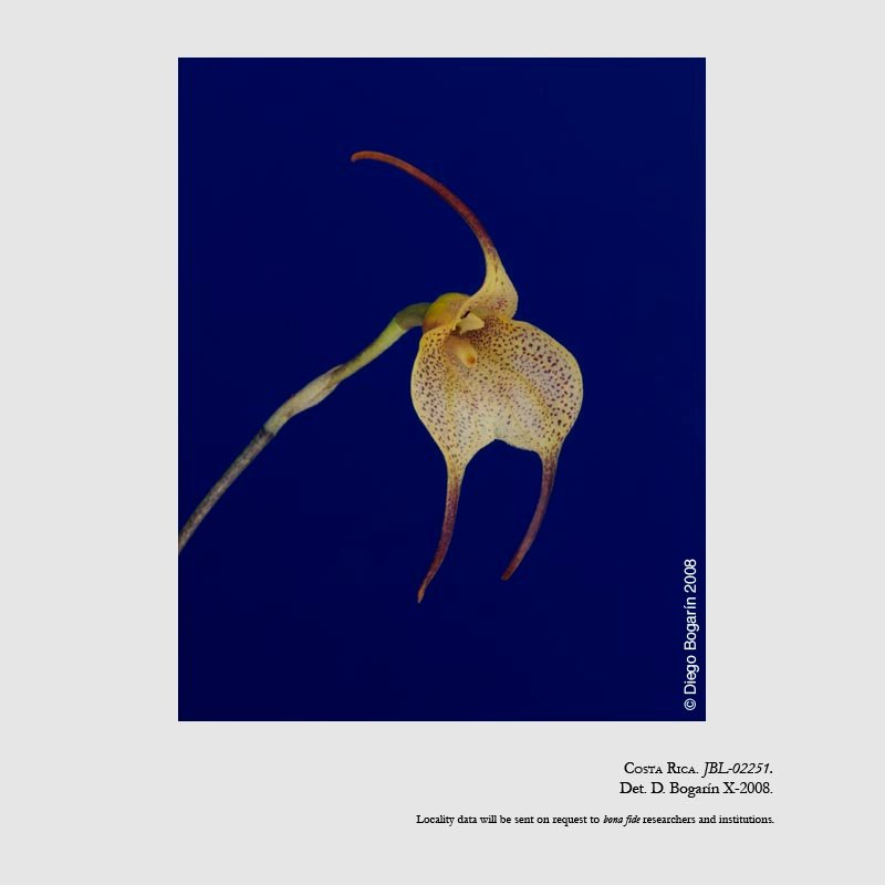 Masdevallia floribunda