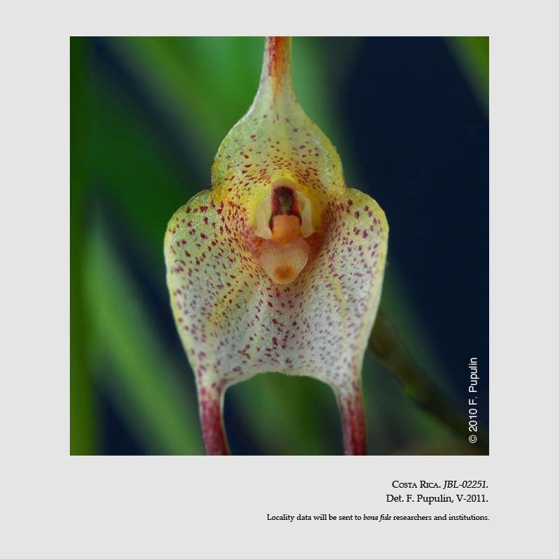 Masdevallia floribunda