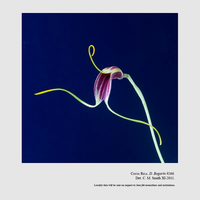 Masdevallia fulvescens