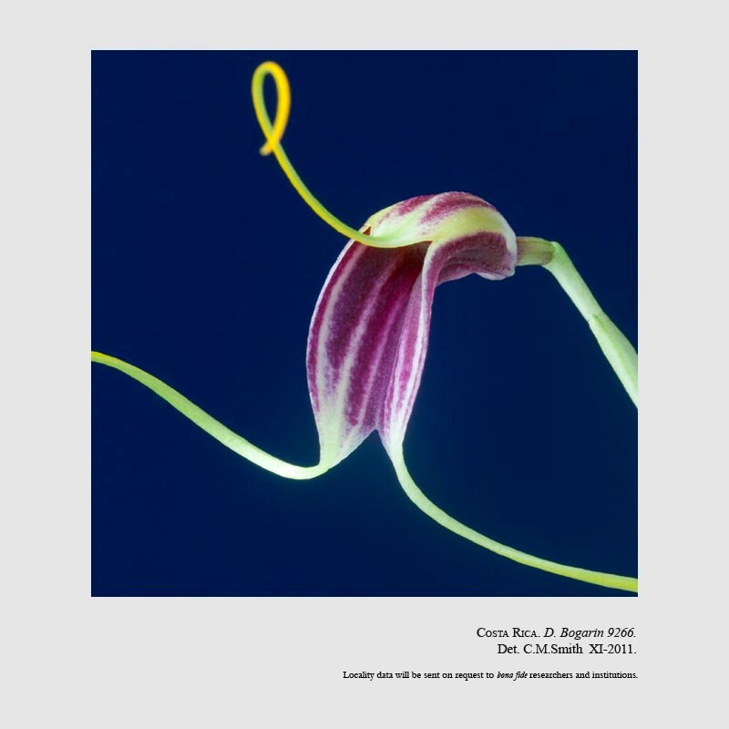 Masdevallia fulvescens