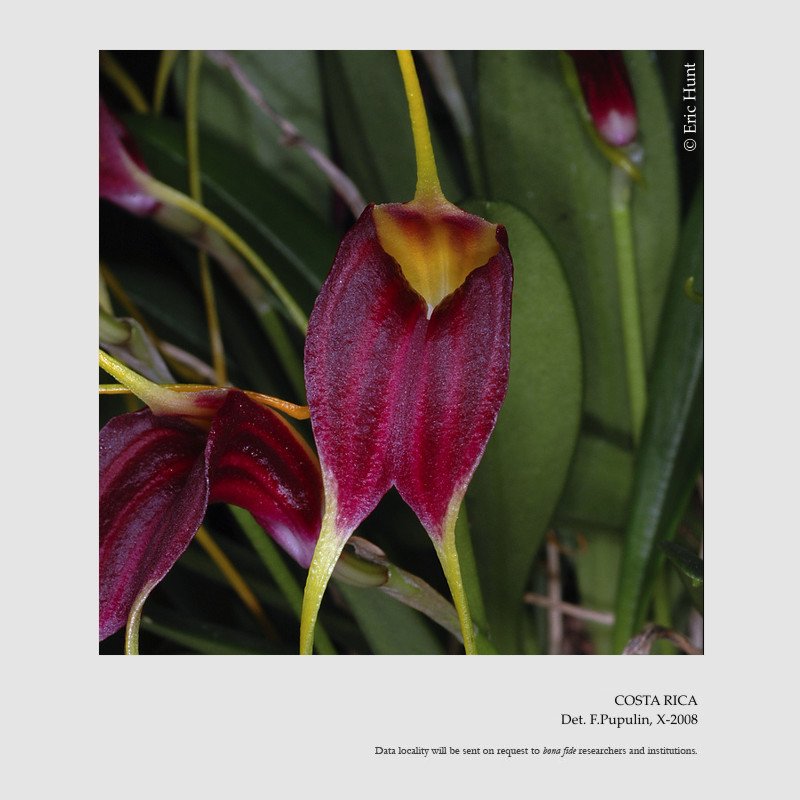 Masdevallia fulvescens