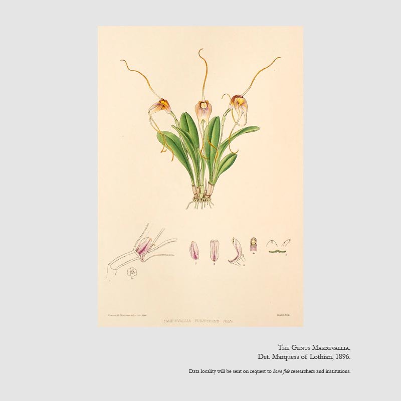 Masdevallia fulvescens