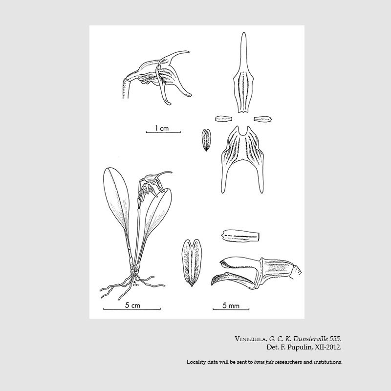 Masdevallia garciae