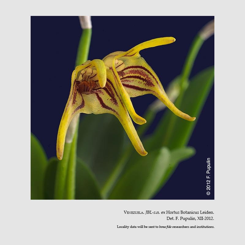 Masdevallia garciae