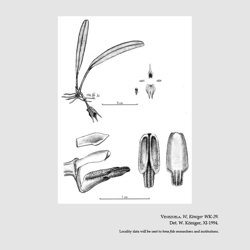 Masdevallia gerlachii