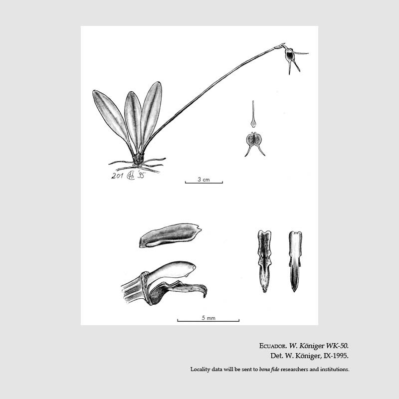 Masdevallia gracilior