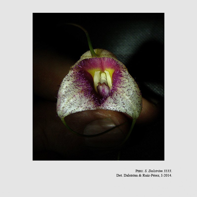Masdevallia karelii
