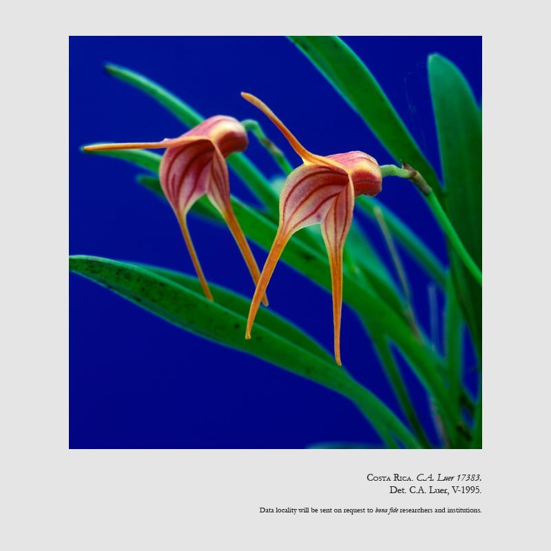 Masdevallia lankesteriana