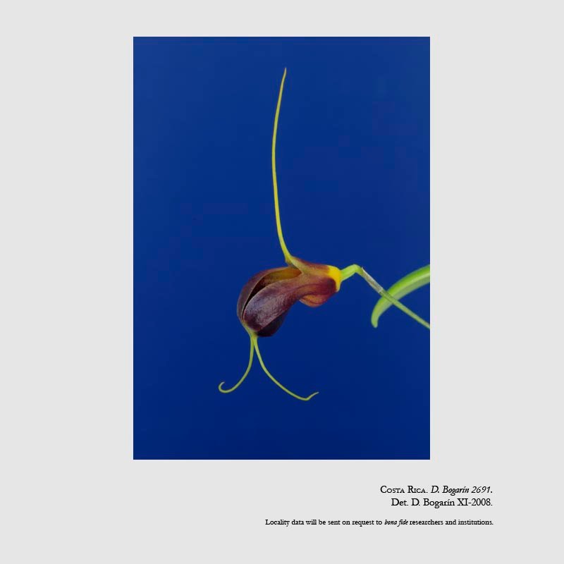 Masdevallia lata