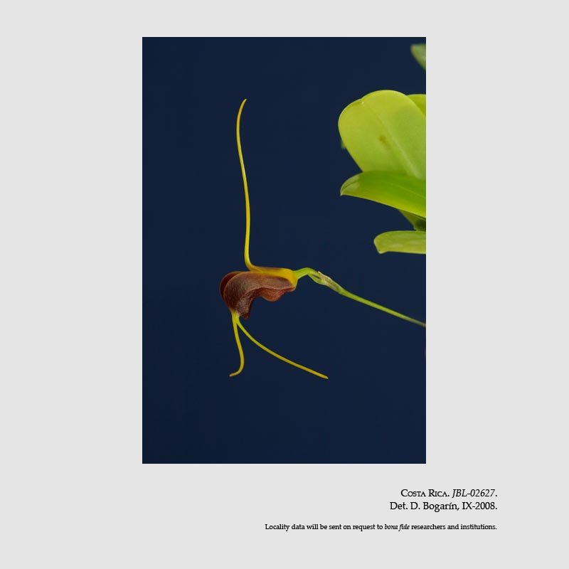 Masdevallia lata