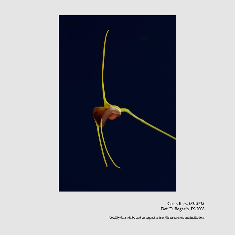 Masdevallia lata