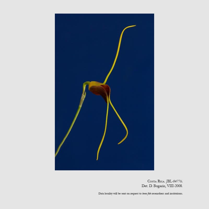 Masdevallia lata