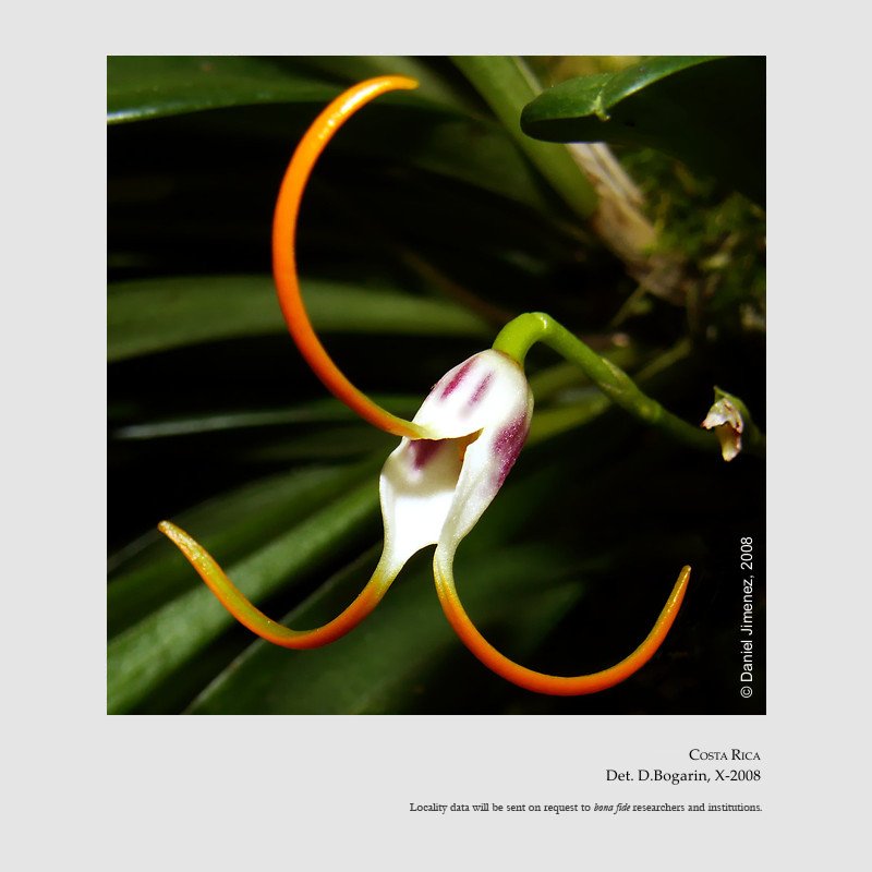 Masdevallia laucheana