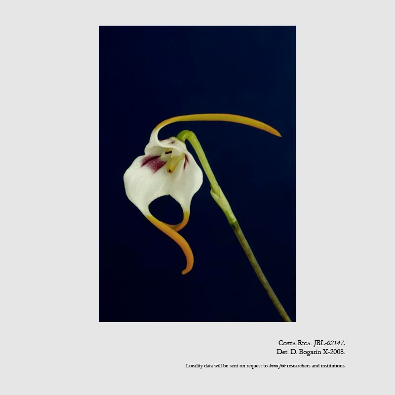 Masdevallia laucheana