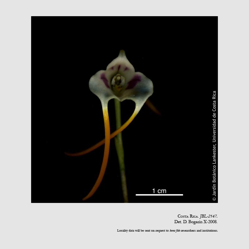 Masdevallia laucheana