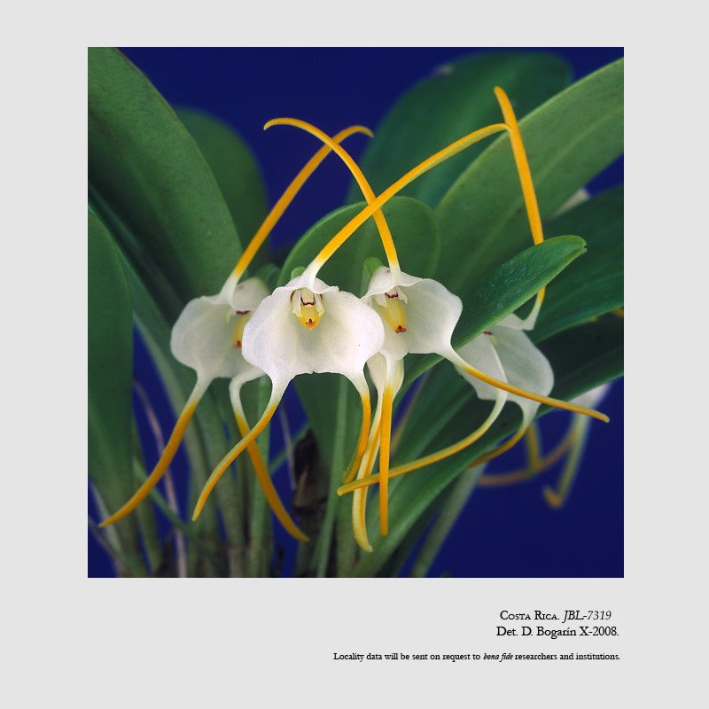 Masdevallia laucheana