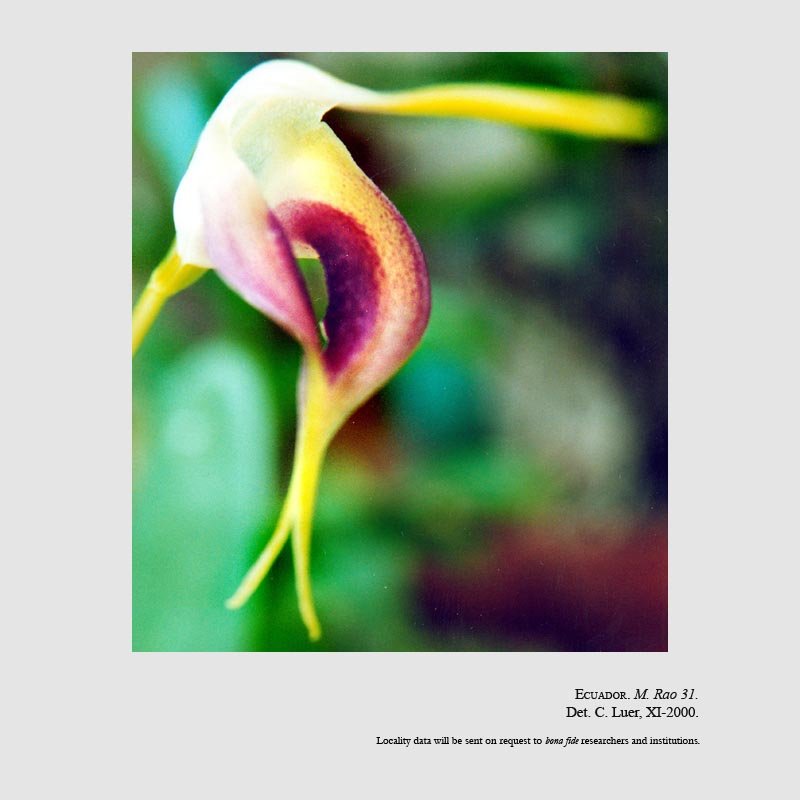 Masdevallia mallii