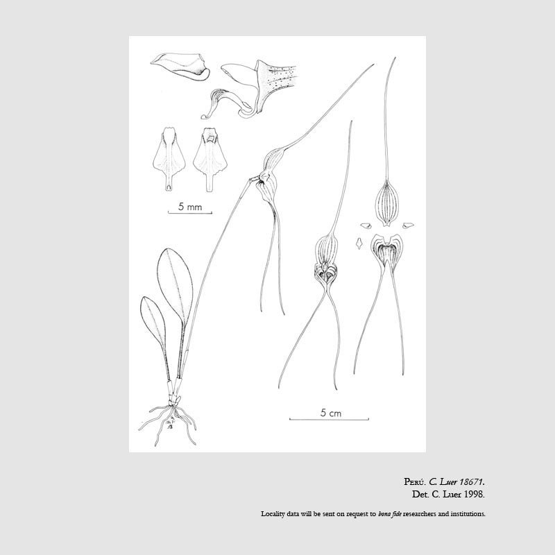 Masdevallia manoloi