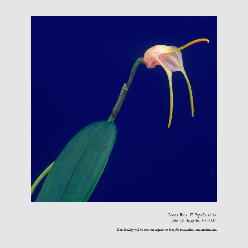 Masdevallia marginella