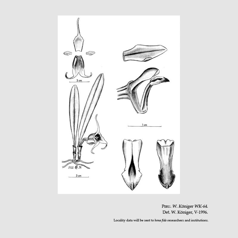 Masdevallia melina