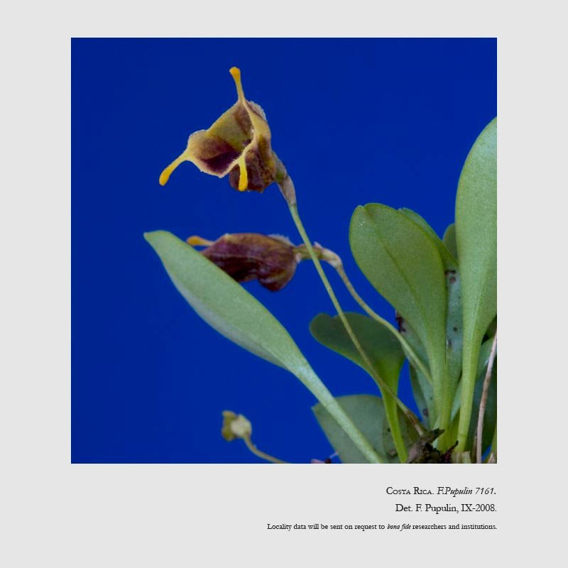Masdevallia molossoides