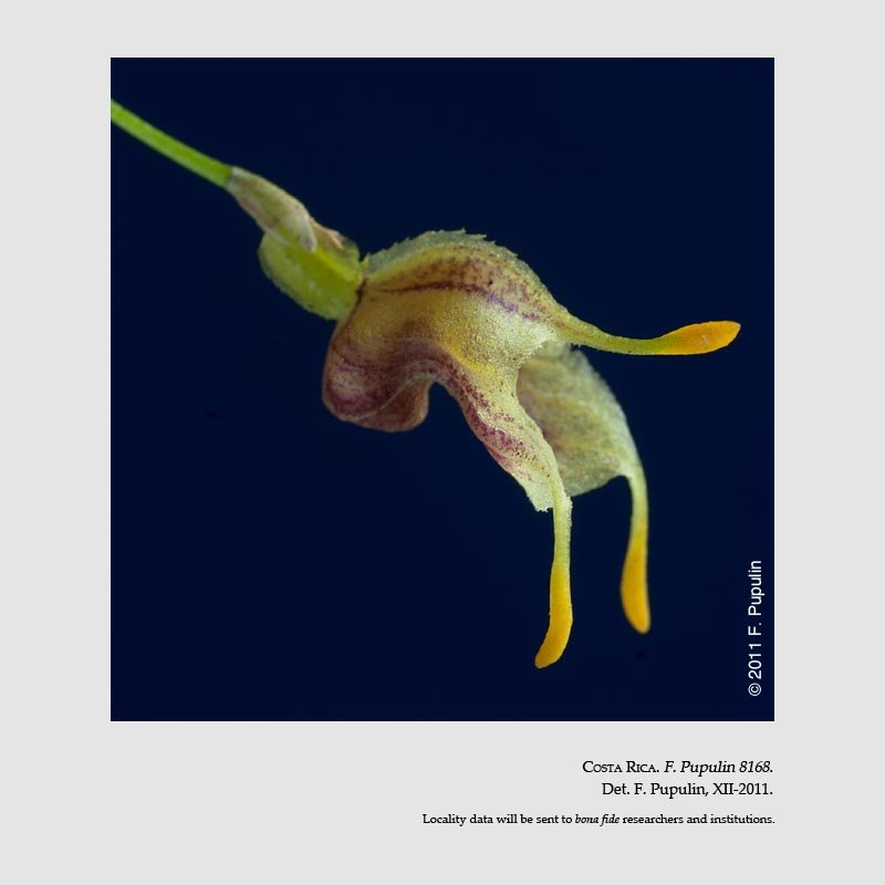 Masdevallia molossoides