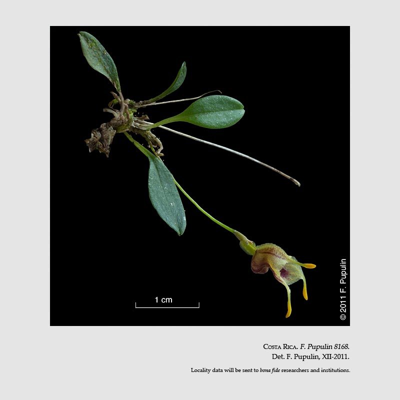 Masdevallia molossoides