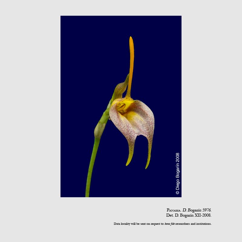 Masdevallia ostaurina