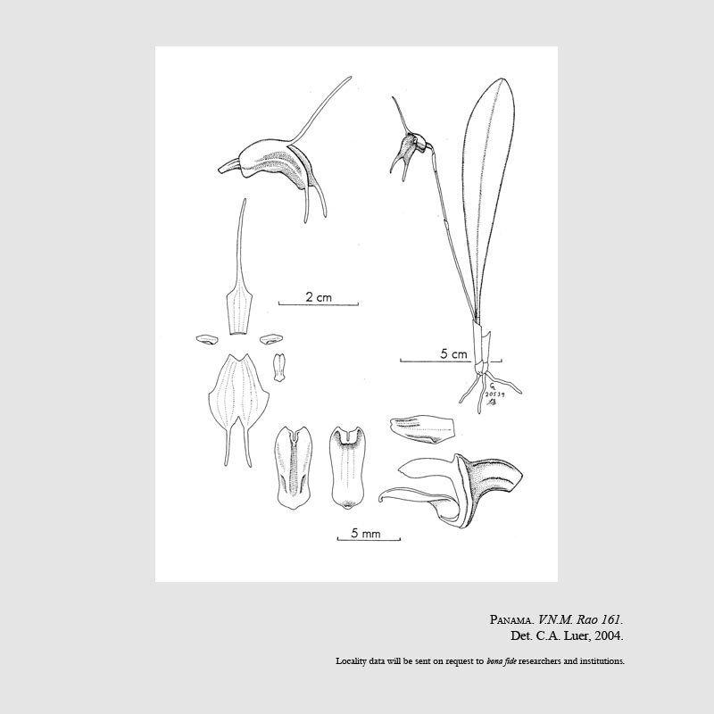 Masdevallia ostaurina