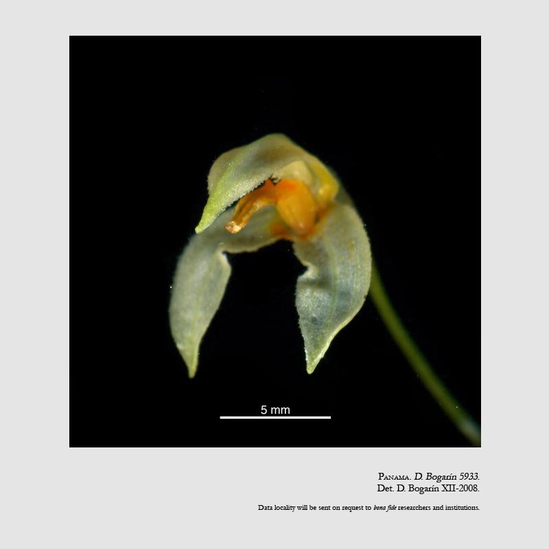 Masdevallia pleurothalloides