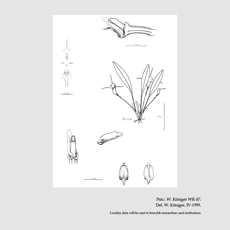 Masdevallia saulii