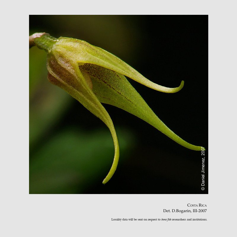 Masdevallia schizopetala