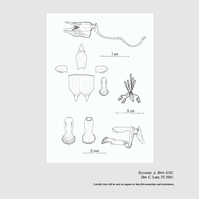 Masdevallia strattoniana