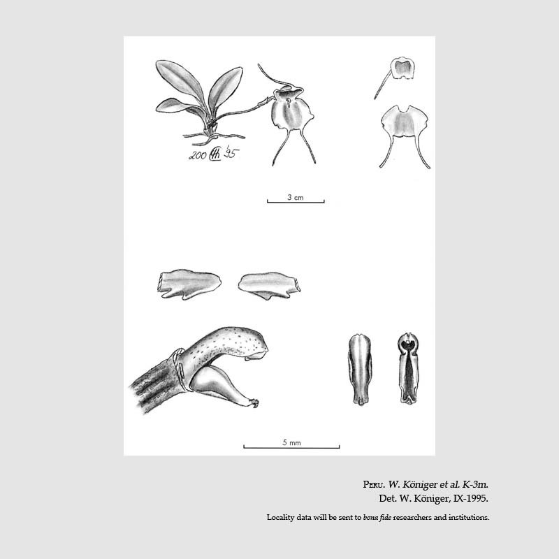 Masdevallia sulphurella